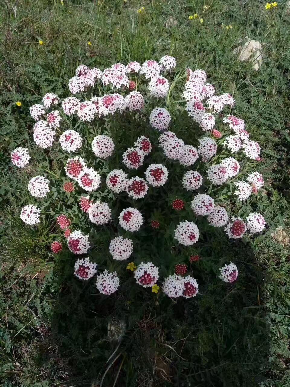 甘肃岁月,交响之歌